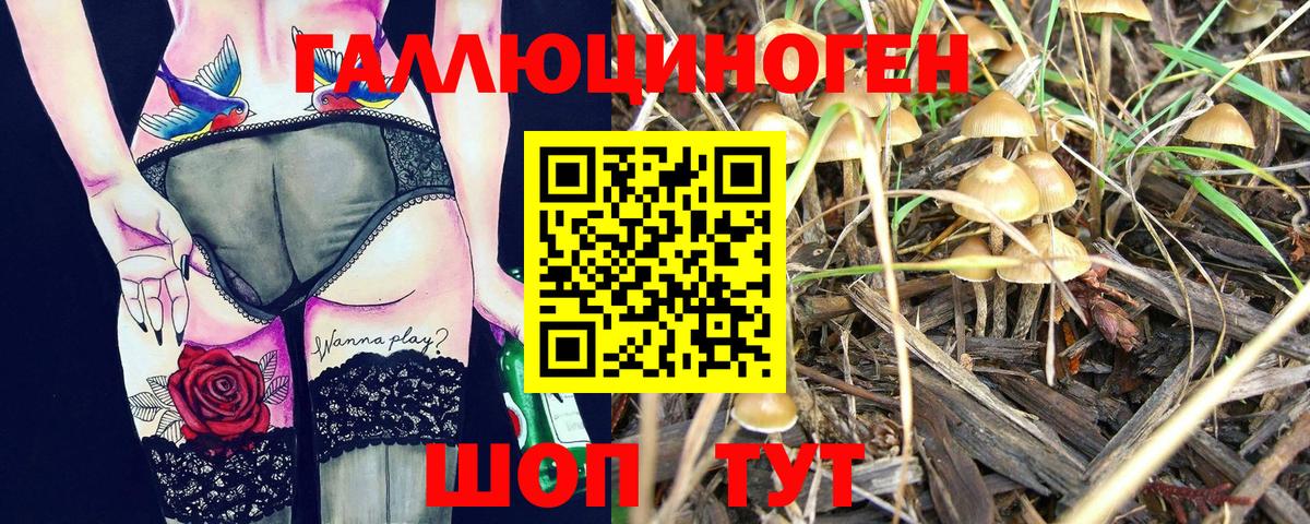 Псилоцибиновые грибы Psilocybe Моздок
